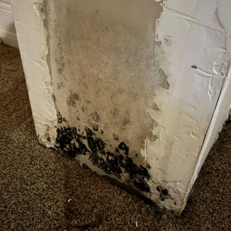 Professional Mold Removal in Nice, CA